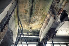 Best Attic Mold Removal  in Elida, OH